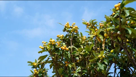 Branches of a loquat tree full of ripe fruit loop time lapse with blue sky Video stock 128789418