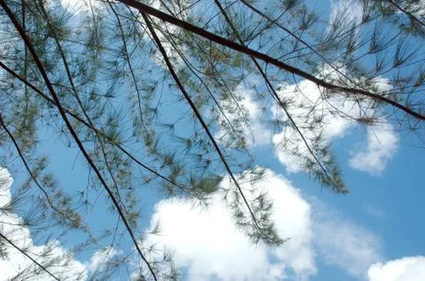 Branches of low viewpoint with a blue sky background Stock Photos