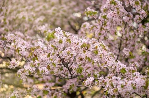 Branches of lush blooming sakura, spring background or postcard Stock Photos