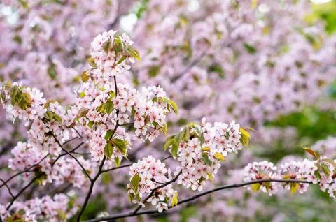 Branches of lush blooming sakura, spring background or postcard Stock Photos