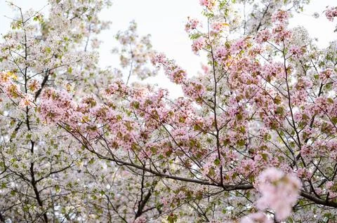 Branches of lush blooming sakura, spring background or postcard Stock Photos