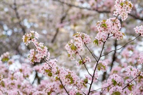 Branches of lush blooming sakura, spring background or postcard Stock Photos