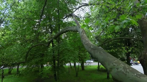 Branches of magical tree Stockbeeldmateriaal 275043332