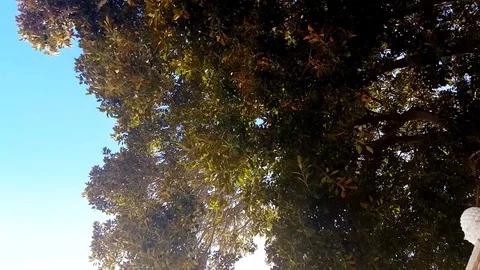 Branches Of A Magnolia Tree is Swaying At The Wind Stock Footage 73041906