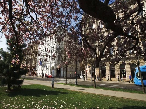 Branches of Magnolia in Zagreb 스톡 동영상 74371949