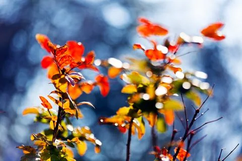 Branches of mahonia Stock Photos