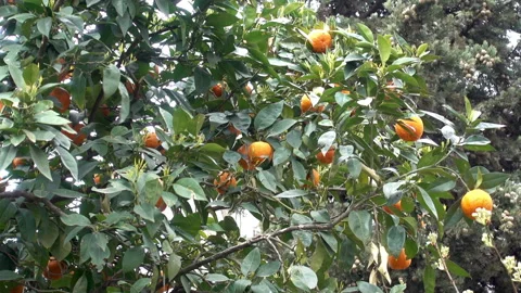 Branches of mandarin tree with ripe orange fruits in the wind. Stock Footage 88268339