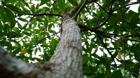 Branches Of Mangrove Saplings. Selective Focus Foto stock