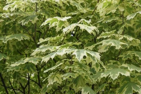 Branches with maple leaves. Stock Photos