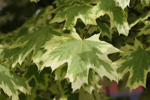 Branches with maple leaves. Stock Photos
