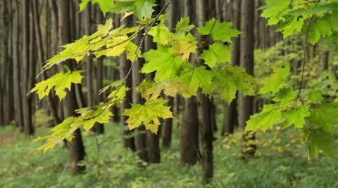 Branches of maple tree Stock Footage 12254113