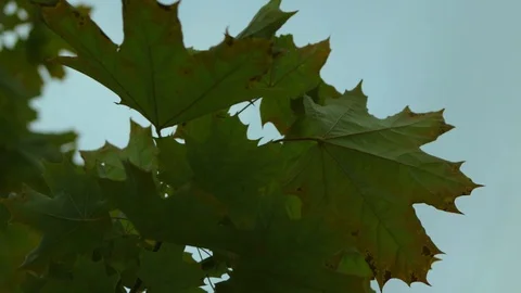 Branches of an maple tree with green leaves Stock Footage 114489792