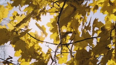 Branches of maple trees in autumn day Vídeo Stock 201767623