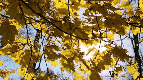 Branches of maple trees in sunny autumn day Vídeos de archivo 197235014