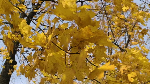 Branches of maple trees with yellow leaves on it Stock Footage 197345867
