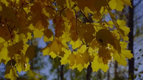 Branches of maple with yellowed leaves are swaying by wind in sunny autumn day 库存影片 97000741