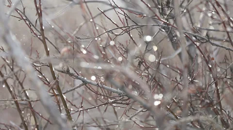 Branches with Melting and Falling Snow Video stock 33723164