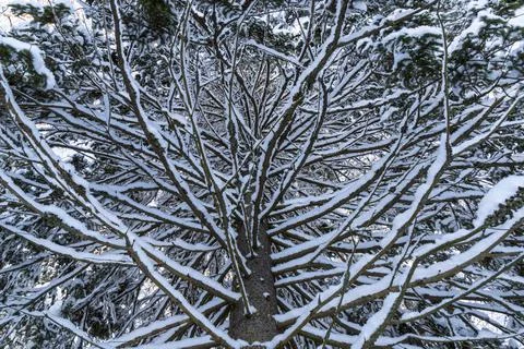 Branches of mighty pine tree are covered with white snow on frosty winter day 스톡 사진