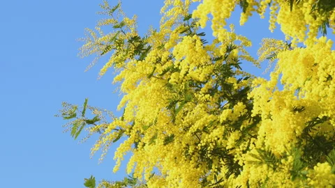Branches of mimosa (Acacia dealbata) move in the wind Stock Footage 170454875