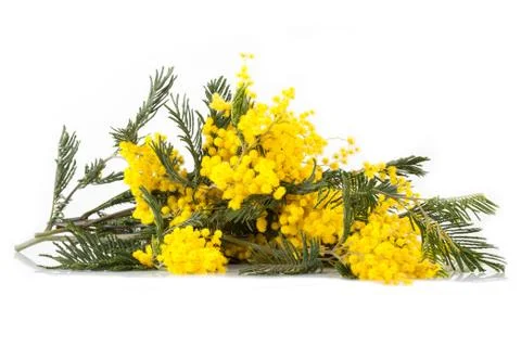 Branches Of Mimosa In Bloom 스톡 사진