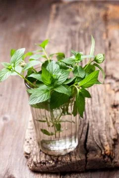 Branches of mint in a glass Stock Photos
