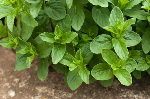 Branches of mint Foto stock