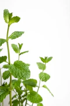 Branches of mint Stock Photos