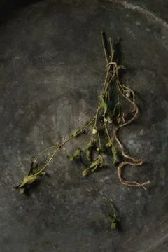 Branches of mistletoe Stock Photos