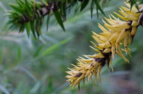 Branches of monkey puzzle tree Araucaria araucana. Stock Photos