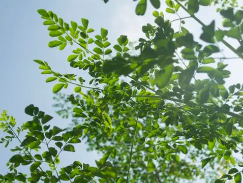 Branches Of The Moringa Tree In The Wind Stock Photos