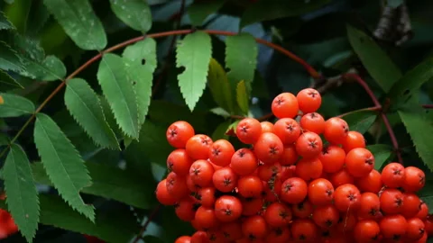 Branches of mountain ash deciduous tree, closeup view. Stock Footage 332559747