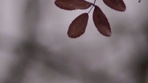 Branches of mountain ash 스톡 동영상 45396352