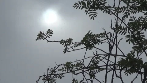 Branches of mountain ash, sky, sun 스톡 동영상 107879434