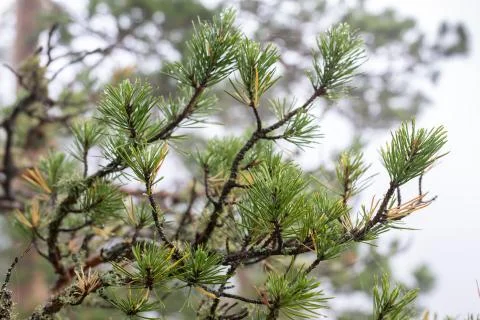 Branches of mountain pine close-up. Natural background, template for design Stock Photos