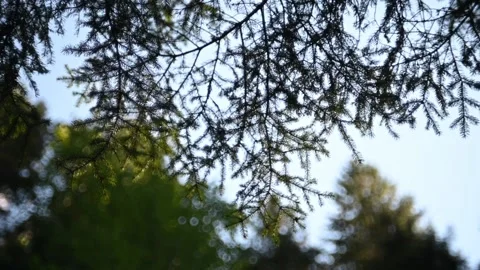 Branches move in front of the sky and bokeh of other trees (slow motion) Video stock 219398801
