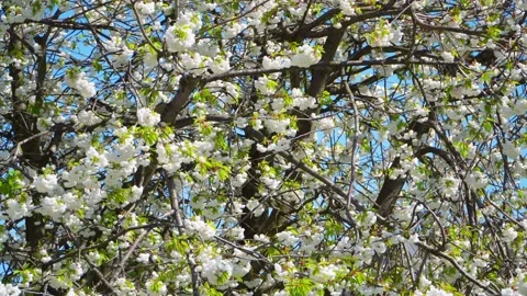 The branches move in the wind. Stock Footage 153868887