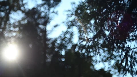 Branches move in the wind in front of the sun and the bokeh of other trees Stock Footage 219418779