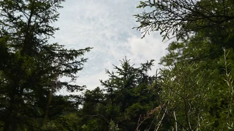 Branches move in the wind in the mountains Video stock 211461979