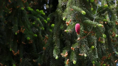 The branches move in the wind. Red cones of buds on a spruce Vídeos de archivo 265494475