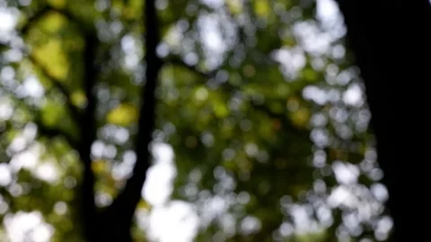 The branches of the moving trees are blurred.  Defocusing the background. Bokeh. Stock Footage 157393284