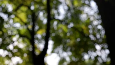 The branches of the moving trees are blurred. Defocusing the background. Bokeh. Stock Footage 157492976