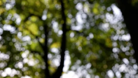 The branches of the moving trees are blurred. Defocusing the background. Bokeh. Stock Footage 157555490