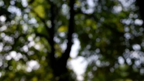The branches of the moving trees are blurred.  Defocusing the background. Bokeh. Stock Footage