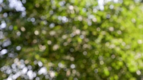 The branches of the moving trees are blurred. Defocusing the background. Bokeh. Stock Footage 157930403