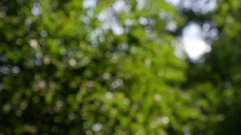 The branches of the moving trees are blurred. Defocusing the background. Bokeh. Stock Footage 158016617