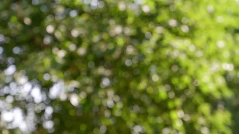 The branches of the moving trees are blurred. Defocusing the background. Bokeh. Stock Footage 158103689