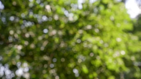 The branches of the moving trees are blurred.  Defocusing the background. Bokeh. Stock Footage 158166168