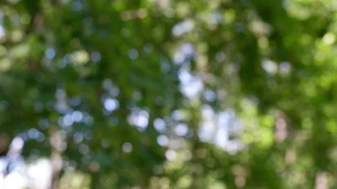 The branches of the moving trees are blurred.  Defocusing the background. Bokeh. Stock Footage 158295205