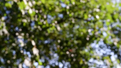 The branches of the moving trees are blurred.  Defocusing the background. Bokeh. Stock Footage 158734891