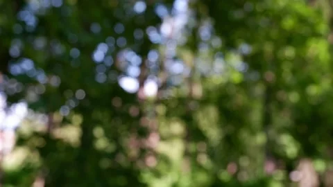 The branches of the moving trees are blurred. Defocusing the background. Bokeh. Stock Footage 158894507